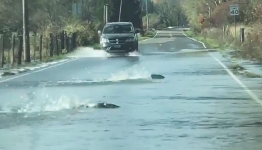 Esta escena se repite año con año en esa zona dejando varios peces muertos en el camino.