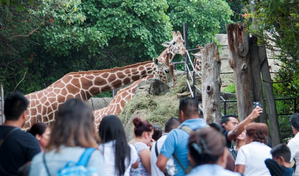La legisladora consideró que con el modelo actual los zoológicos sólo enseñan al público a mantener en cautiverio a los animales. (Cuartoscuro)