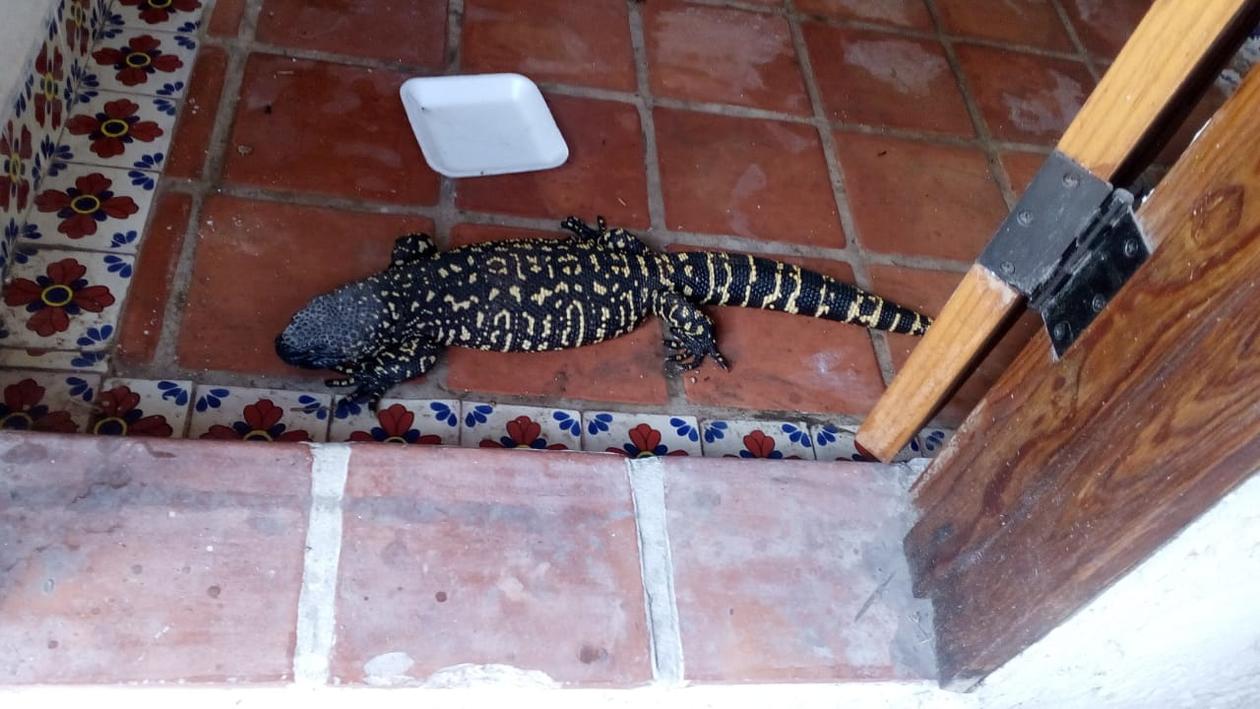 El animal fue resguardado por elementos de la Semarnat. (Rolando Guevara)