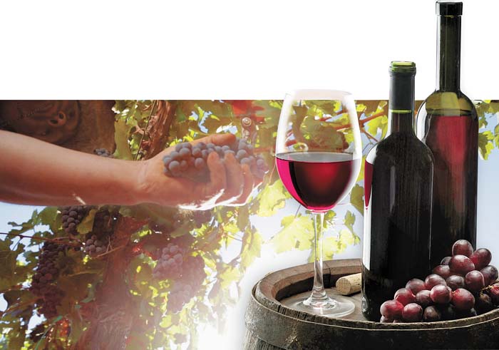 Un aspecto de los campos de cultivo para la elaboración del vino.  FOTO: Adrián Ortíz. Shutterstock