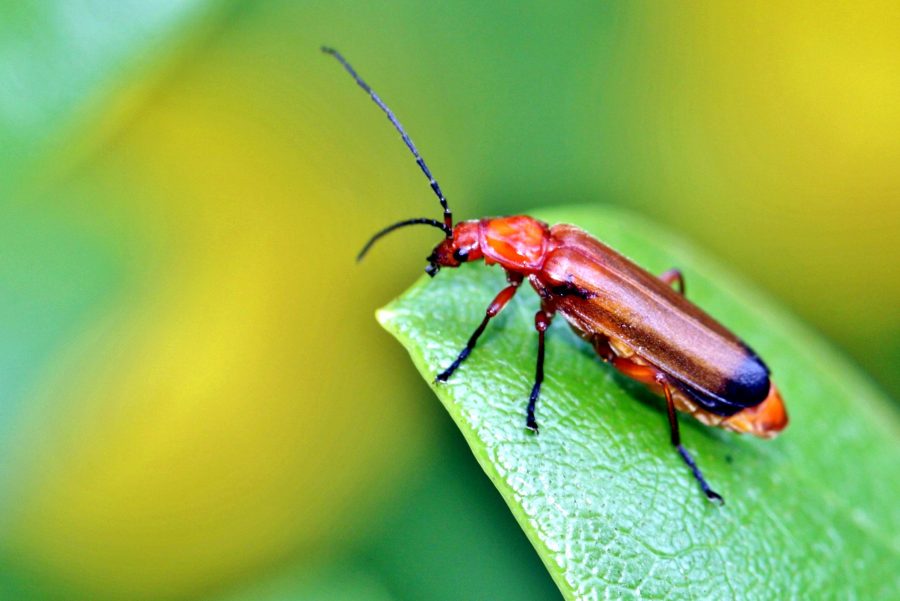 Este fenómeno podría suponer la extinción de varias especies. (Especial)