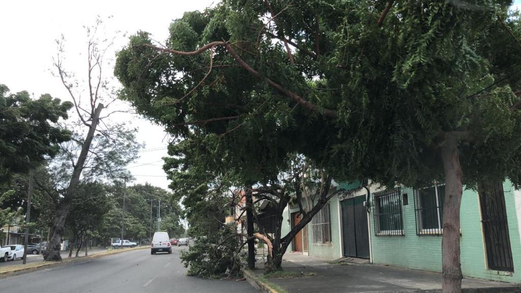 EL frente frío 10 provocó caída de árboles en Veracruz.  (Isabel Zamudio)
