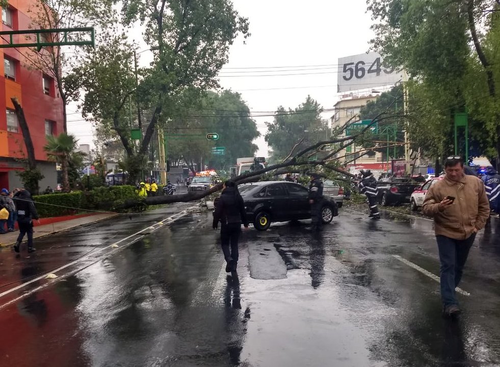 El árbol cayó sobre los carriles de Eje Central, a la altura de de Obrero Mundial. (Twitter @C5_CDMX)