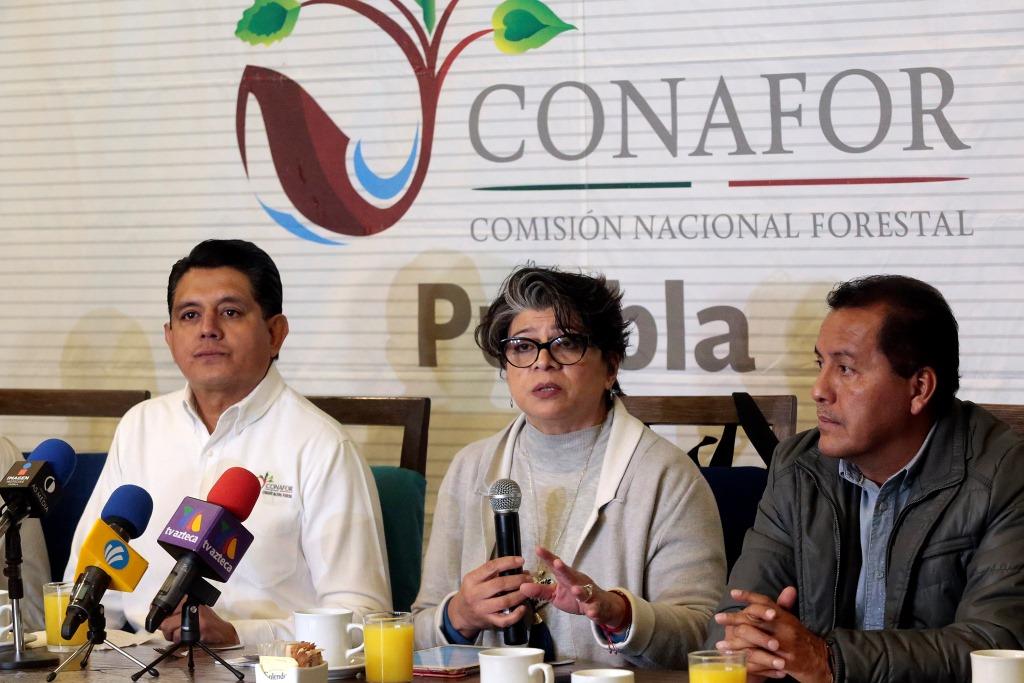 Con los árboles secos se hace composta y últimamente se están haciendo artesanías (Agencia Enfoque)