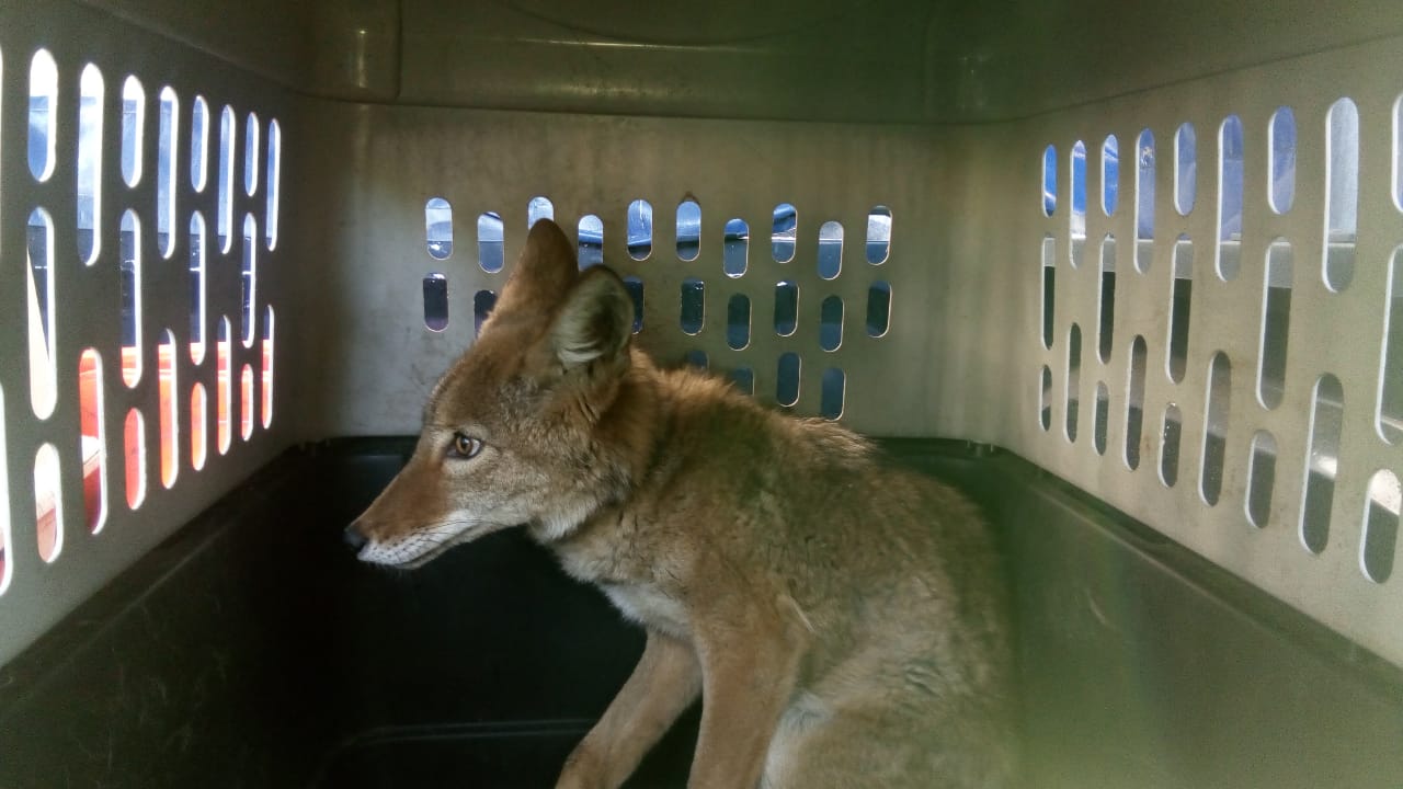 El coyote fue rescatado por la brigada animal de la SSP. (Especial)