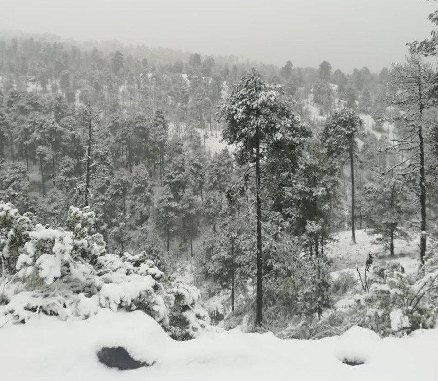 El frente frío 10 trajo como consecuencias bajas temperaturas y nevadas (Cortesía CONANP)