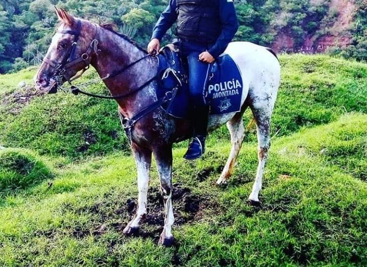 Mezcalero, caballo policía de 4 años