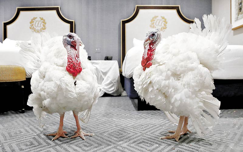 Pavos esperan en su suite al “indulto” presidencial por el Día de Acción de Gracias. (AP)