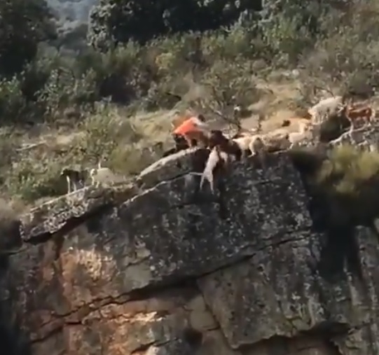 El video causó indignación por parte de usuarios, políticos  y grupos en defensa de los animales.