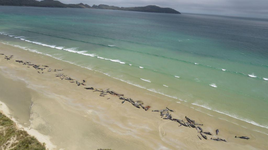 Los varamientos de ballenas son relativamente comunes en las costas neozelandesas. AFP
