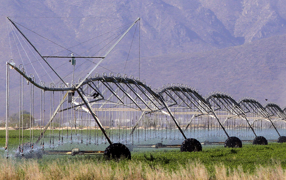 Con este plan se mantendrán los cultivos de algodón con 17 mil hectáreas en La Laguna, además de los forrajes, melón y perennes. (Manuel Guadarrama)