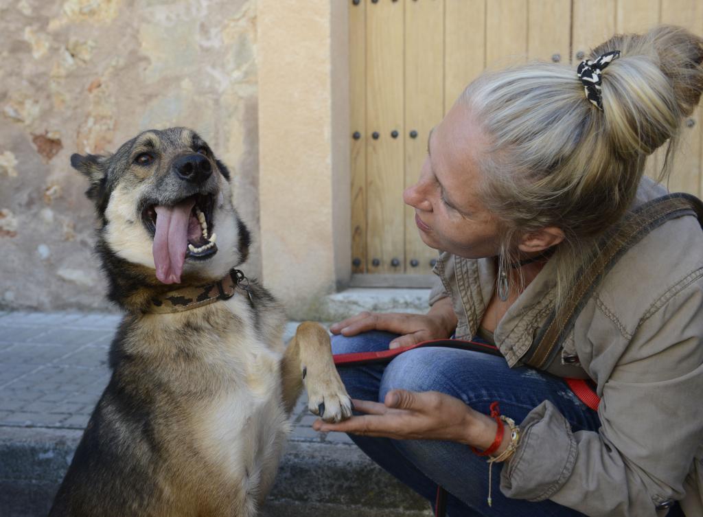 Los perros utilizados para prácticas zoofílicas pueden presentar laceraciones en el pene, desgarros anales y vaginales.