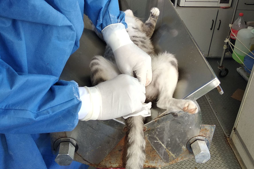 Campaña de esterilización canina y felina en Santiago Tulantepec. (Cortesía)