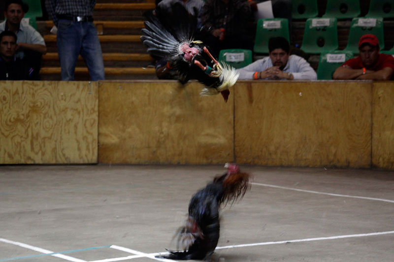 No existe un simbolismo en el imaginario social acerca de las peleas de gallos.