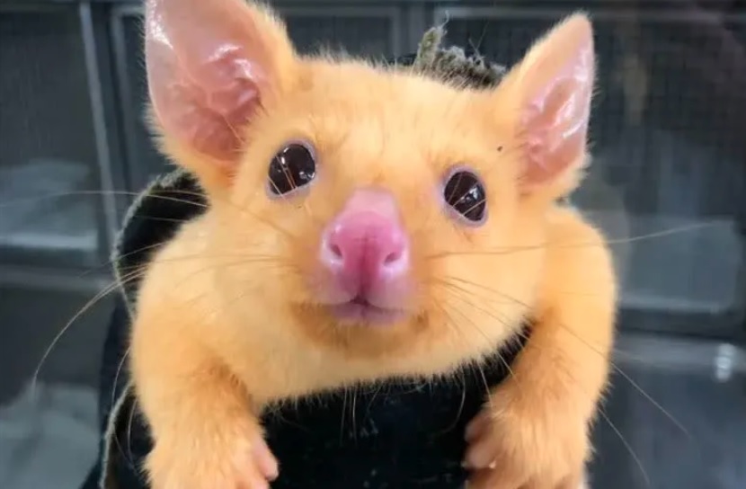 Pikachu es una zarigüeya que tiene una mutación genética. (Especial)