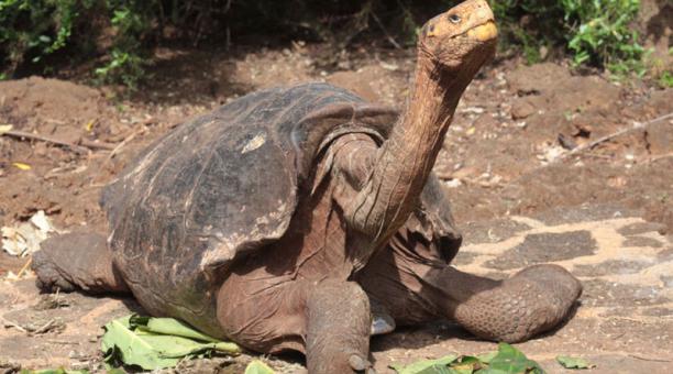 Solitario George fue una tortuga gigante que vivió 140 años. (Especial)