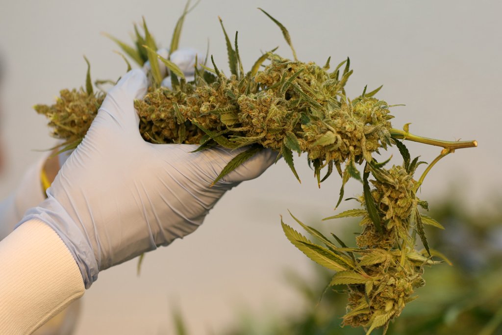 Los expertos dijeron que se necesita hacer más estudios para comprobar los beneficios medicinales de la mariguana. (Reuters)