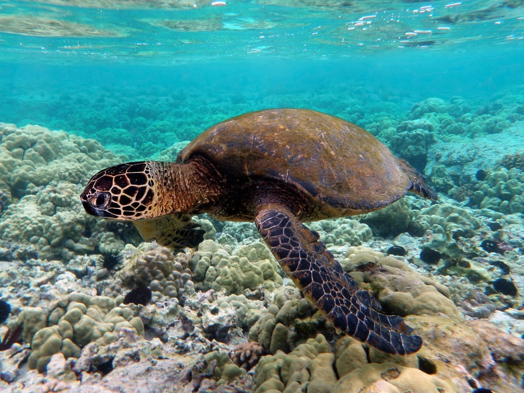 Un estudio reveló que tortugas de diferentes regiones del mundo estaban contaminadas con microplásticos. (DPA)
