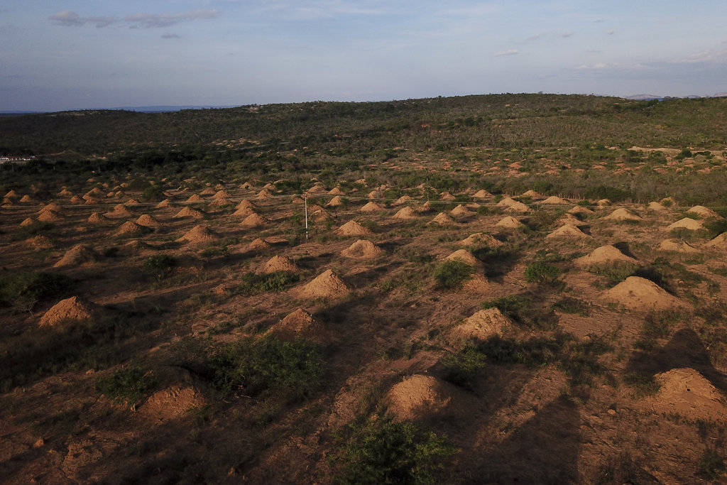 Las formaciones, vistas en varias zonas de una vasta región desértica llamada Caatinga, tienen entre dos y cuatro metros de alto. AP