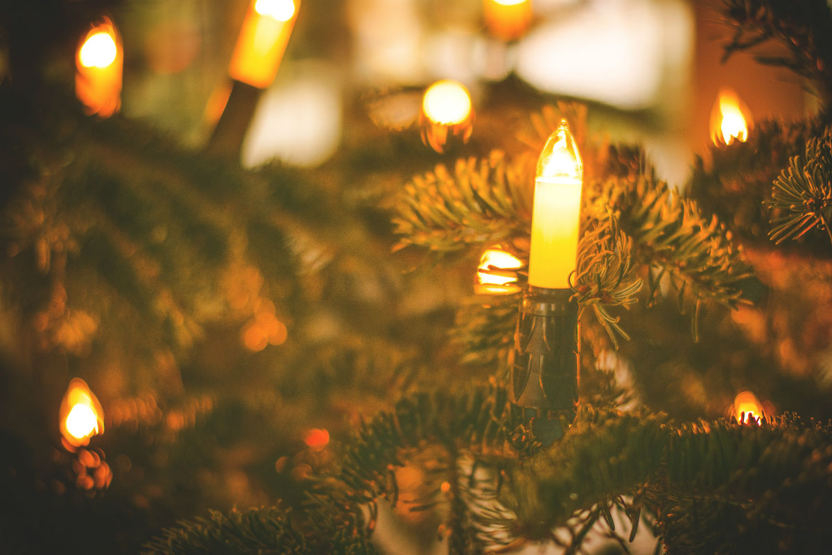 Foquitos de Navidad
