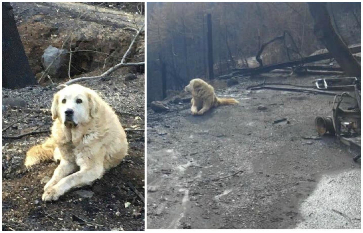 Madison sobrevivió a los incendios en California y se quedó a quedar lo que quedó de su casa. (Especial)