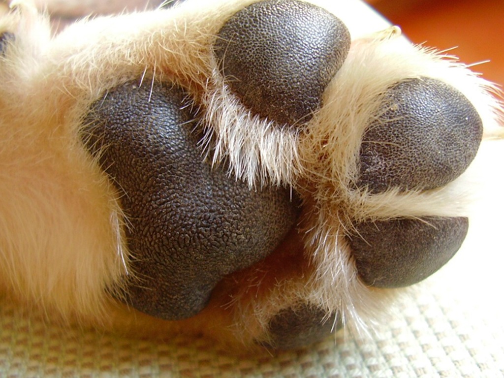Maltrato animal. (Especial)