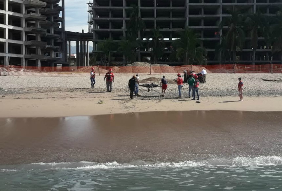 En coordinación con Protección Civil y la Dirección de Ecología de Puerto Vallarta se realizó la recuperación del cadáver. (Cortesía)