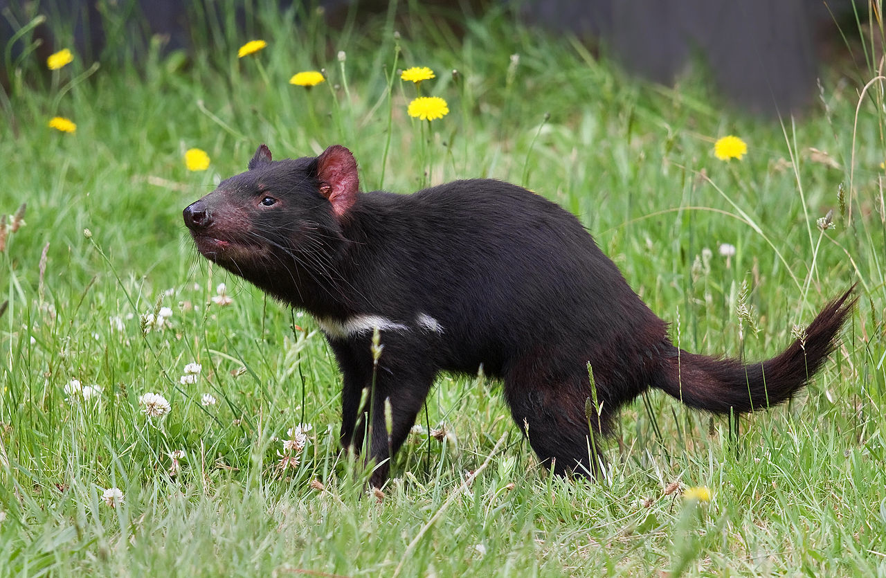 Algunos demonios de Tasmania han mostrado ser inmunes al cáncer. (Especial)