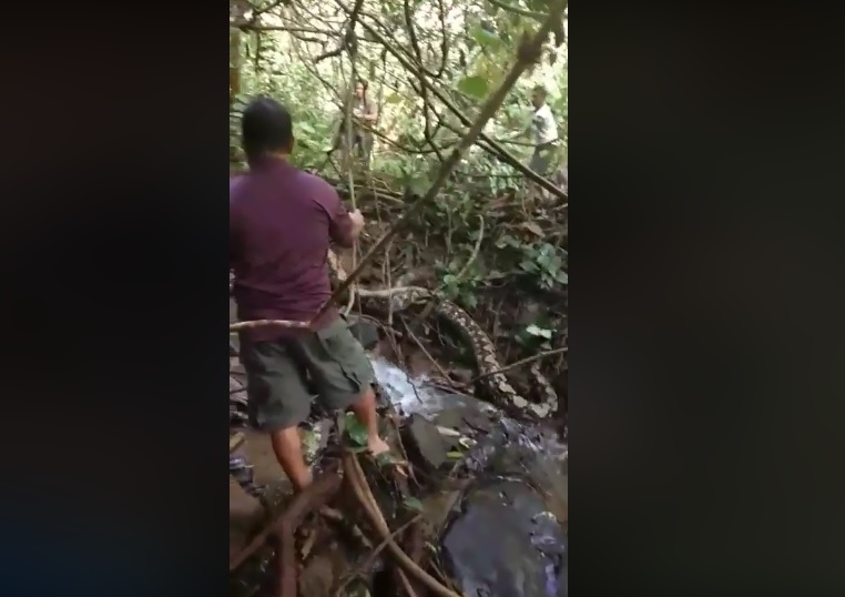 Después de pedir ayuda y controlar a la pitón, los aldeanos consiguieron hacerla entrar en una jaula.