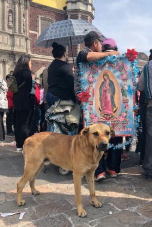 En 2017 entre 300 y 500 perros fueron abandonados en las inmediaciones de la Basílica de Guadalupe. (Notimex)