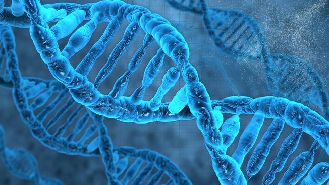 Cientos de áreas del ADN situadas entre los genes también podrían tener una relación con la aparición de las enfermedades. (Shutterstock)