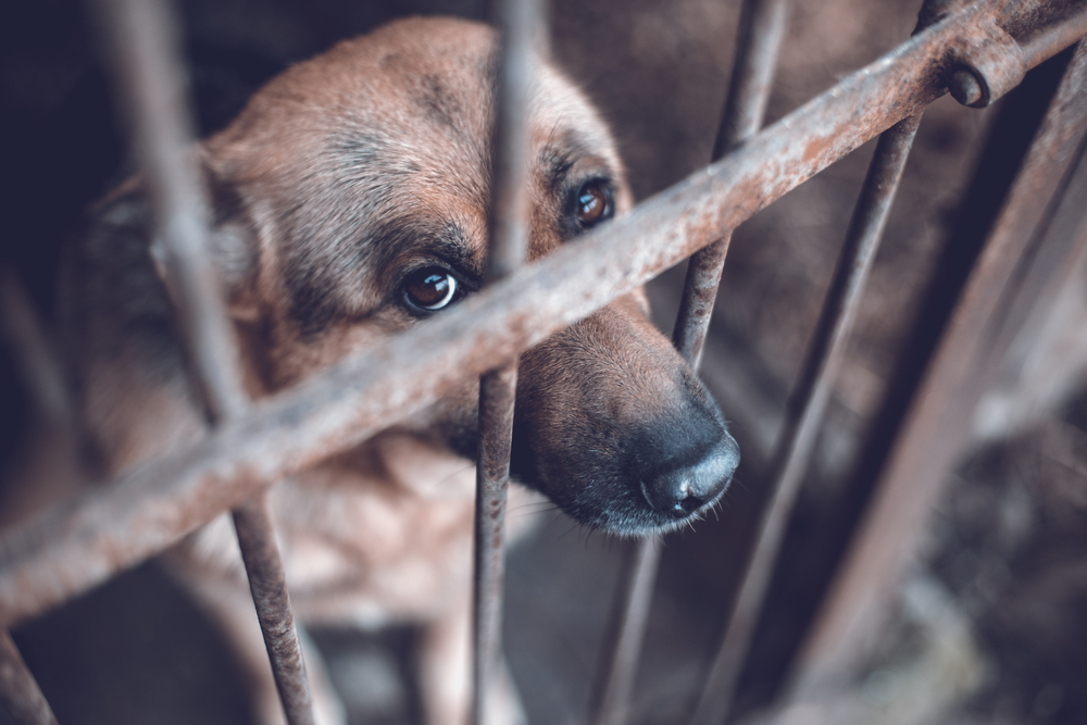 La prohibición incluye mascotas, ganado y cualquier parte animal, cuero o piel, incluido y pelaje. (Shutterstock)