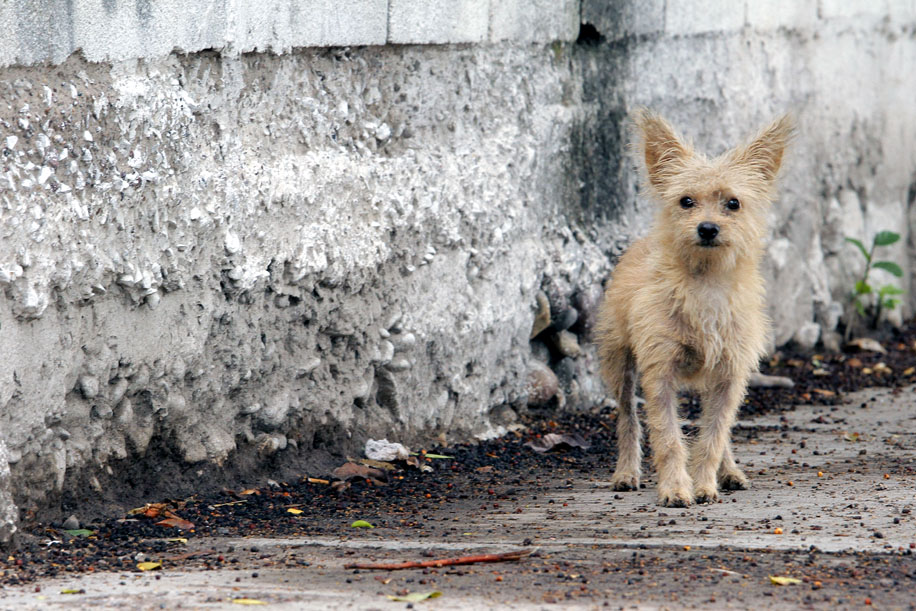 La asociación solicitó a las autoridades a compartir lo realizado en las campañas de esterilización en este 2018. (Milenio Digital)