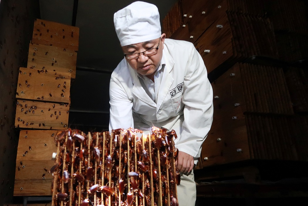 "Las cucarachas son un camino biotecnológico para los desechos de cocina", dijo el presidente de la Asociación de la Industria de Insectos de Shandong