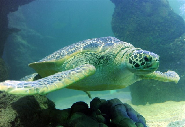 Las tortugas verde peligrarían por el calentamiento global. (DPA)