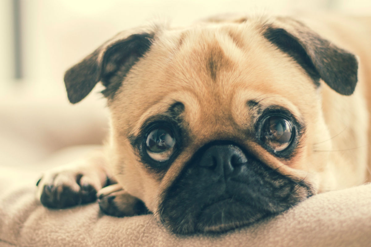 Los perros pug son una de las razas originarias de China. (Especial)