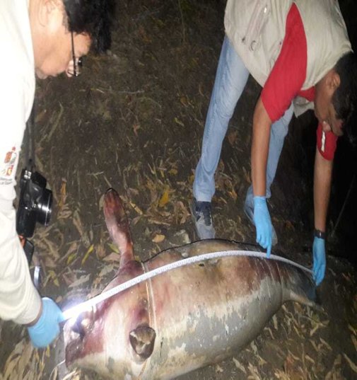 El manatí fue hallado en estado avanzado de descomposición. (Profepa)