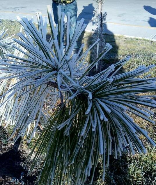 La sierra Norte de Puebla se pintó de blanco (Especial)