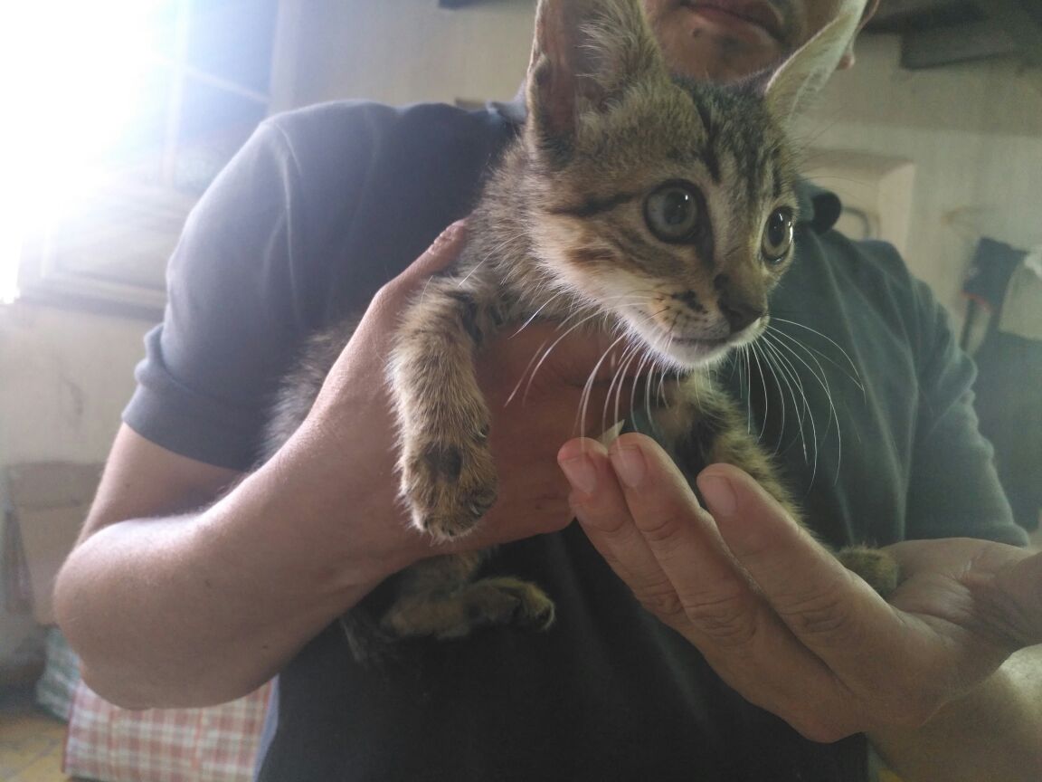 Los gatos se tardan un poco en adaptarse (Especial)