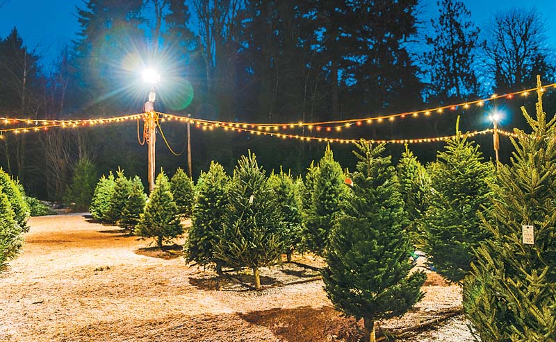 La oferta de árboles navideños para este año fue de 466 mil unidades.  shutterstock