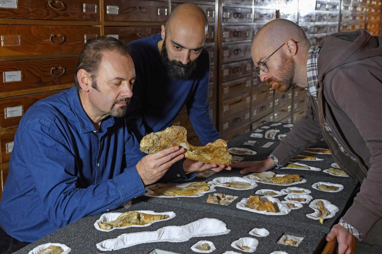 El dinosaurio vivió durante el Jurásico Inferior. (Reuters)