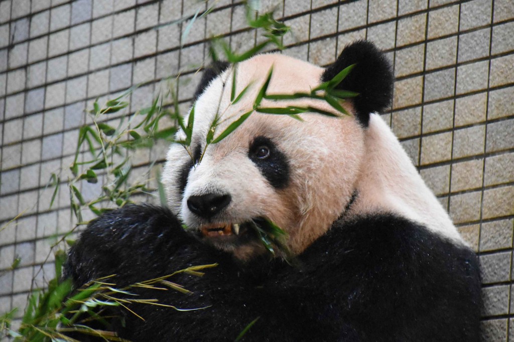 Tuan Tuan es el primer panda en el mundo en recibir un tratamiento de ortodoncia. (Taiwan News)
