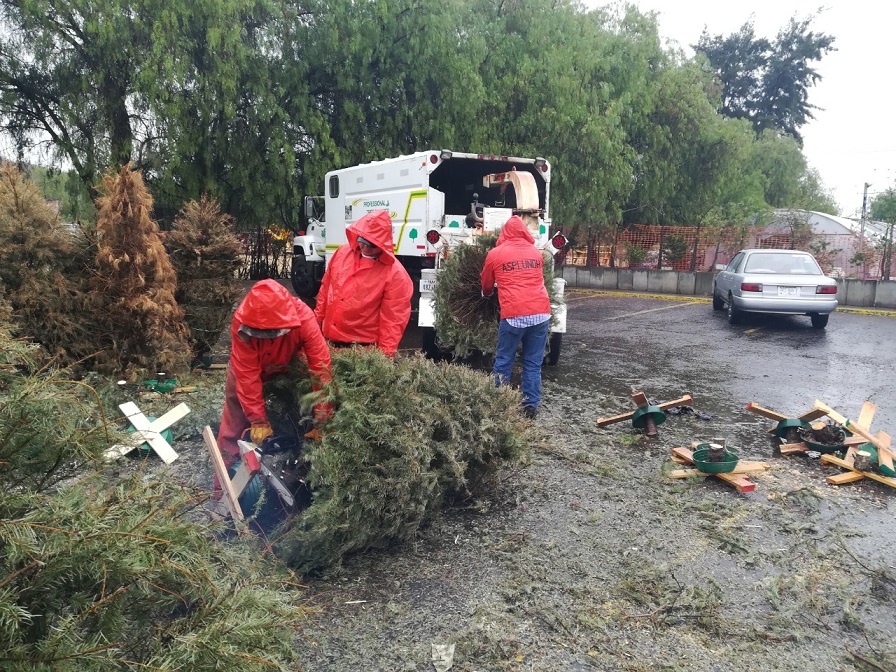 Exhortan a donar árboles de navidad