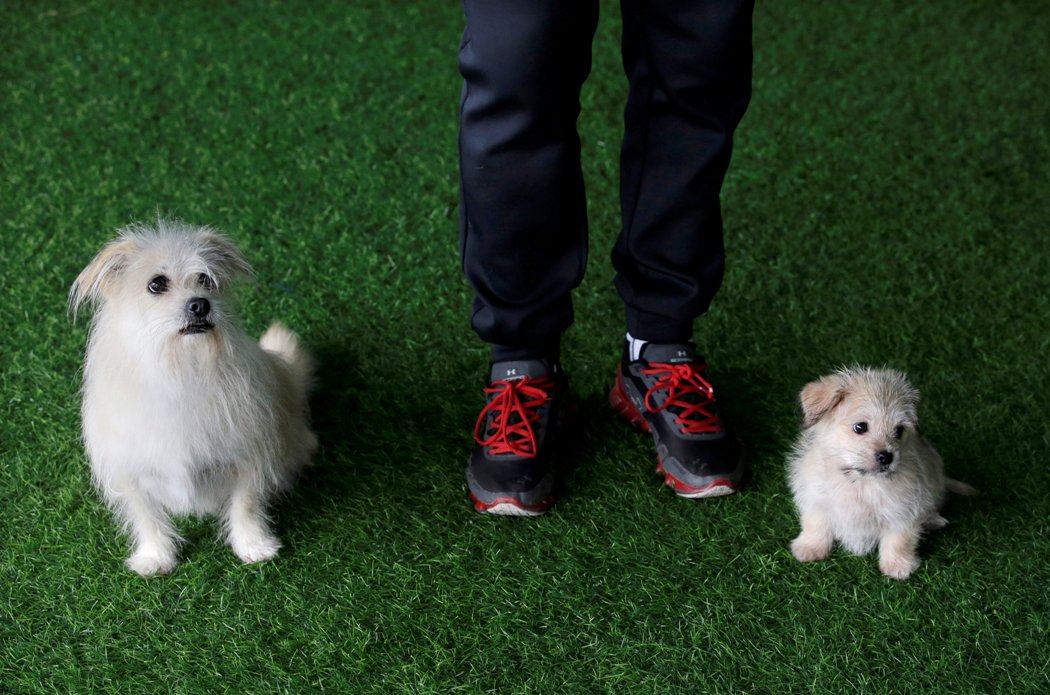 NatGeo televisará un programa especial para ayudar a que las mascotas mantengan la calma. (Reuters)