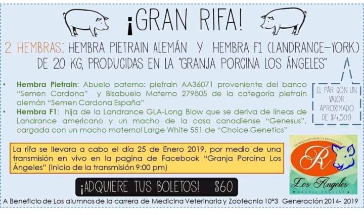 Estudiantes de veterinaria rifan puercos, acto prohibido por ley. (Cortesía)