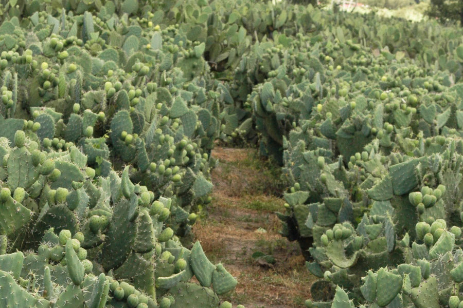 La bebida está hecha de tuna y nopal (Cuartoscuro).