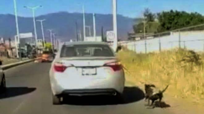 Una mujer arrastró a su perro en su vehículo. (Especial)