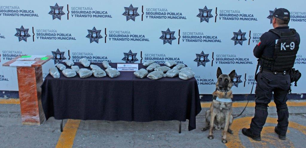 Efectivos del Grupo K9 llevaban a cabo labores de vigilancia en una paquetería ubicada en la central camionera (Especial)