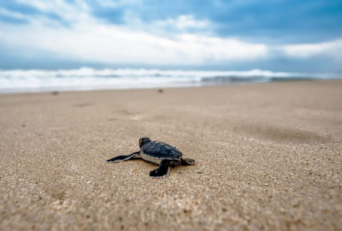 Michoacán recibe cada año la visita de tres especies de tortugas marinas.