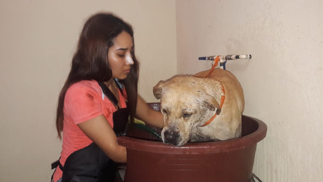 "Randy" el perrito héroe que salvó a un despachador de gasolina tras ser agredido por asaltantes.